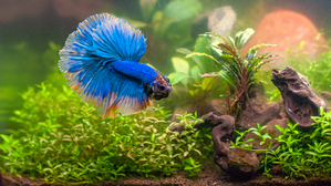 Фотографии наших Betta splendens