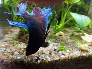 Фотографии наших Betta splendens