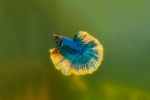 Фотографии наших Betta splendens