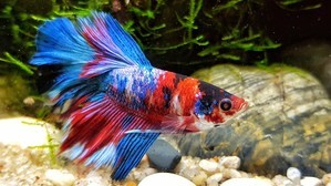 Фотографии наших Betta splendens