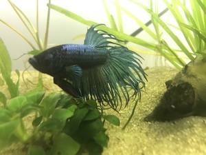 Фотографии наших Betta splendens