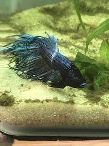 Фотографии наших Betta splendens