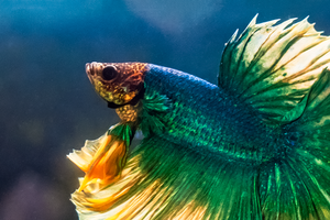 Фотографии наших Betta splendens