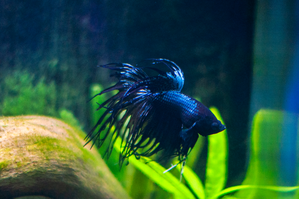 Фотографии наших Betta splendens