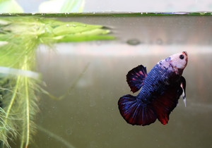 Фотографии наших Betta splendens