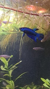 Betta mahachaiensis