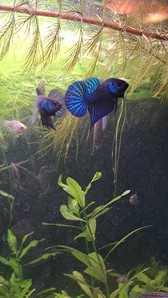 Betta mahachaiensis