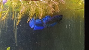 Betta mahachaiensis