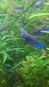 Betta mahachaiensis