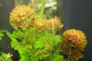 Rote Limnophila sessiliflora