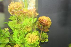 Rote Limnophila sessiliflora