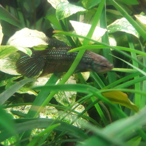 Betta mahachaiensis