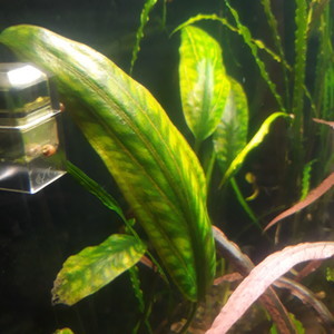 Cryptocoryne cordata Rosanervig (криптокорина Розанервиг)