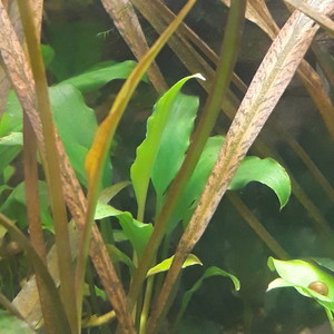 Homalomena sp. from Sekadau.