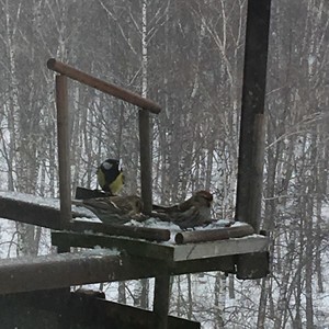 Птицы дикие, но симпатичные.