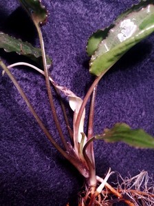 Cryptocoryne Alba