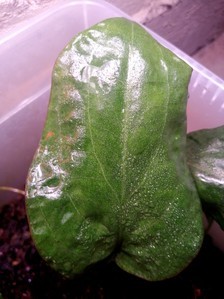 Cryptocoryne villosa (криптокорина виллоза)