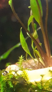 Cryptocoryne scurrilis (Криптокорина шутовидная).