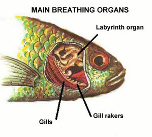 Особенности дыхания у лабиринтовых рыб