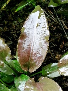 Cryptocoryne Thwaitesi 1997