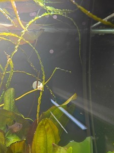 Cryptocoryne tonkinensis (Криптокорина тонкиненсис)