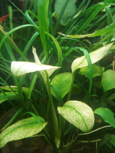 Anubias barteri var. caladiifolia "Panda.