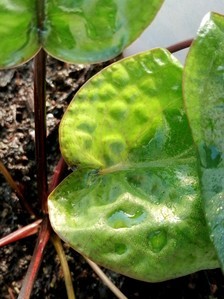 Cryptocoryne villosa (криптокорина виллоза)