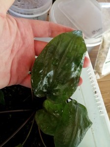 Cryptocoryne villosa (криптокорина виллоза)