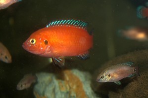 Hemichromis exsul