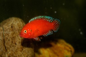 Hemichromis exsul