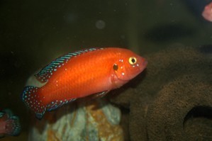 Hemichromis exsul