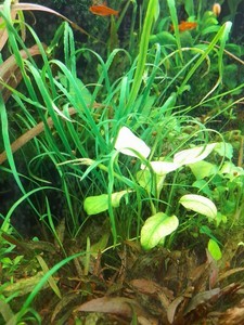 Cryptocoryne Schola forest