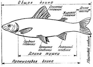 Сапфировый мини попугай или попугайчик, который смог