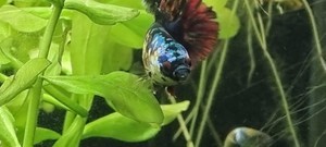 Фотографии наших Betta splendens