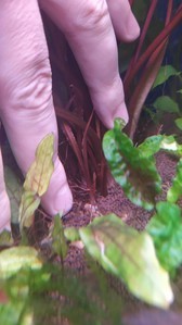 Cryptocoryne Spiralis “Tiger”