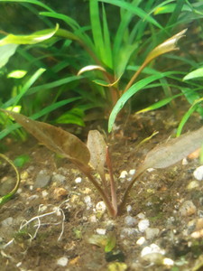 Cryptocoryne Pontederiifolia "Red Lips" Aceh