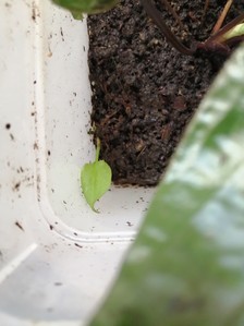 Cryptocoryne villosa (криптокорина виллоза)