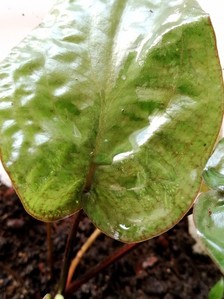 Cryptocoryne villosa (криптокорина виллоза)