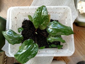 Cryptocoryne villosa (криптокорина виллоза)