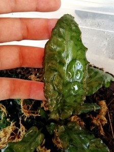 Cryptocoryne auriculata (Криптокорина аурикулата)