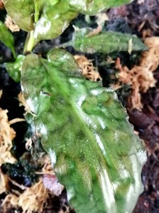 Cryptocoryne auriculata (Криптокорина аурикулата)