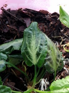 Cryptocoryne nurii