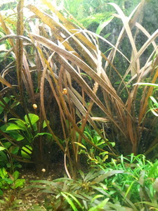 Cryptocoryne sp. 'Maharashtra Red'  и Cryptocoryne Spiralis “Tiger”.