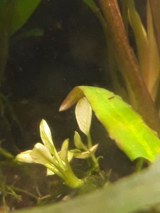 Anubias barteri var. nana ’Pinto’ и Anubias 'white'