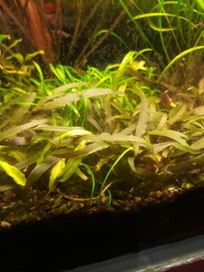 Криптокорина Валкера (Cryptocoryne walkerii)