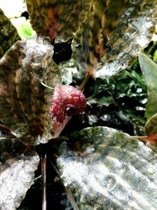 Cryptocoryne nurii