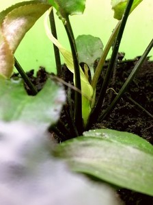 Cryptocoryne Alba