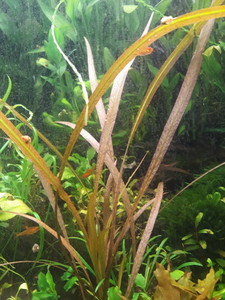 Cryptocoryne spiralis Red