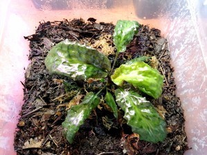 Cryptocoryne auriculata (Криптокорина аурикулата)