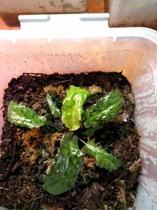 Cryptocoryne auriculata (Криптокорина аурикулата)